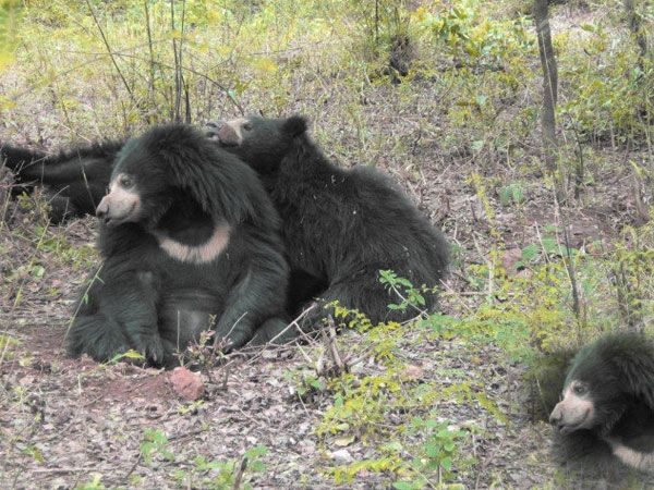 Private Bannerghatta National Park Day Excursion - Final Thoughts