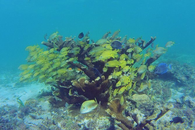 Private Beach Escape! Isla Contoy and Isla Mujeres with Snorkeling - Practical Tips for Your Day