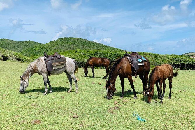Private Beach Horseback Ride with Sandy Hoofs St. Lucia - The Sum Up: Who Will Love This Experience?