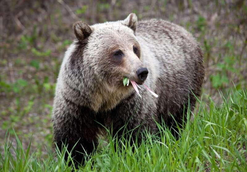 PRIVATE: Bear Country Hiking Tour - 4H Adventure - A Closer Look at the Adventure
