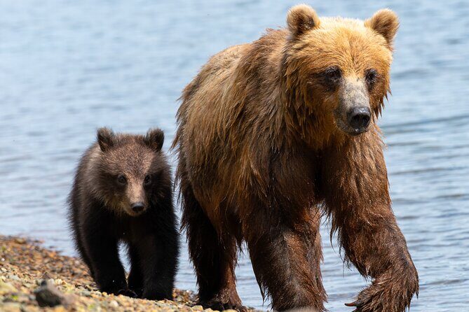Private Bear Viewing By Seaplane - A Closer Look at the Private Bear Viewing Experience