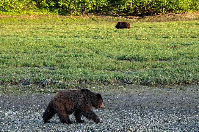 Private Bear Viewing By Seaplane - The Sum Up: Is This the Wildlife Tour for You?