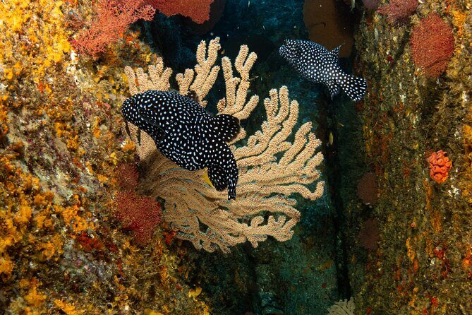 Private Beginner Scuba Diving Experience in Cabo San Lucas - The Post-Dive Experience and Reviews
