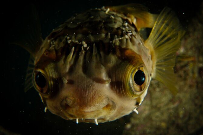 Private Beginner Scuba Diving Experience in Cabo San Lucas - Pricing and Value