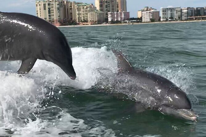 Private Best of Marco Island Dolphin Tour - FAQs