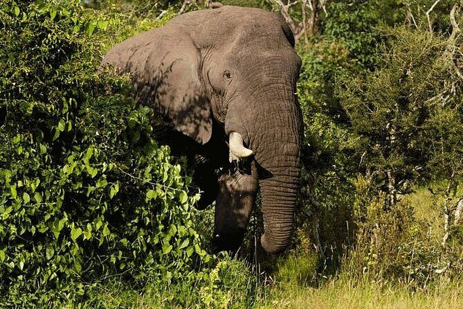 Private Big 5 Safari at Aquila Game Reserve from Cape Town - Pricing and Value