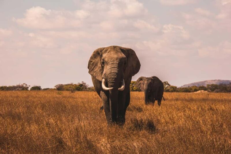 Private Big Five Safari Tour - An In-Depth Look at the Private Big Five Safari Tour