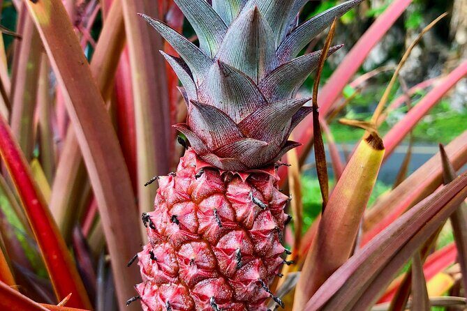 Private Big Island: History & Local Market Tour (Up to 12) - FAQ