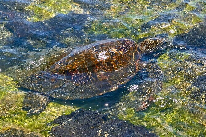 Private Big Island: History & Local Market Tour (Up to 12) - Final Thoughts