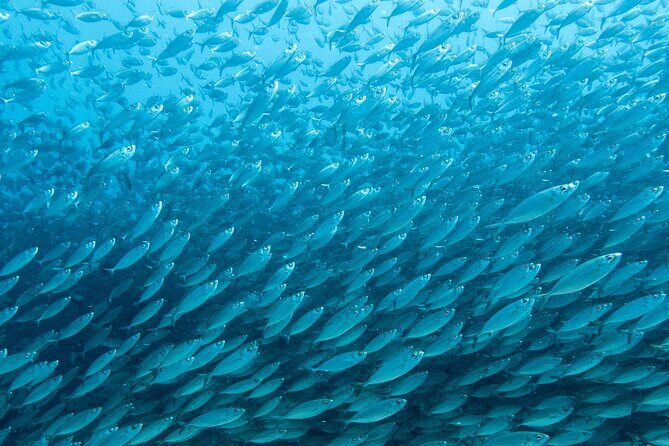 Private Big Island Snorkeling - What’s Included and What’s Not