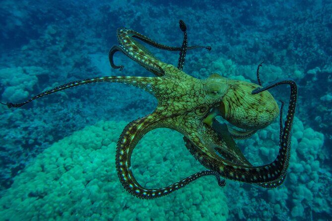 Private Big Island Snorkeling - Duration and Booking