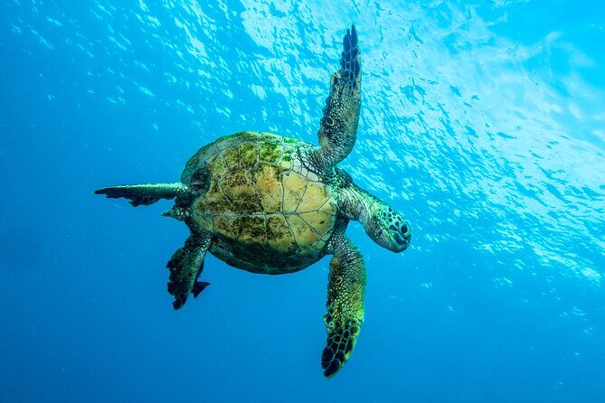 Private Big Island Snorkeling - Possible Downsides to Consider