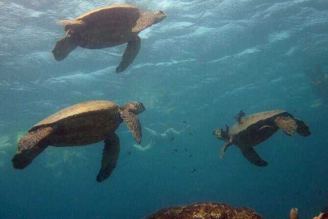 Private Biologist-Led Sea'fari (up to 10 passengers) - An In-Depth Look at the Experience