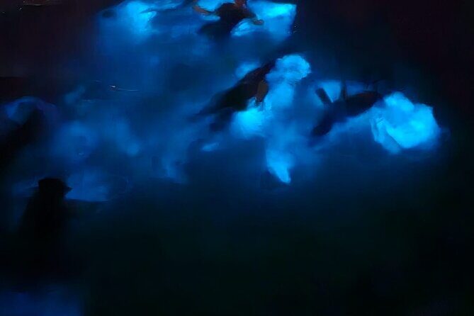 Private Bioluminescence Tour in Grand Cayman - What Reviewers Say