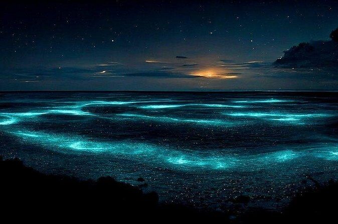 Private Bioluminescent Bay Tour - In Summary