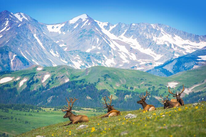 Private Birding Hike in Rocky Mountain National Park - Key Points