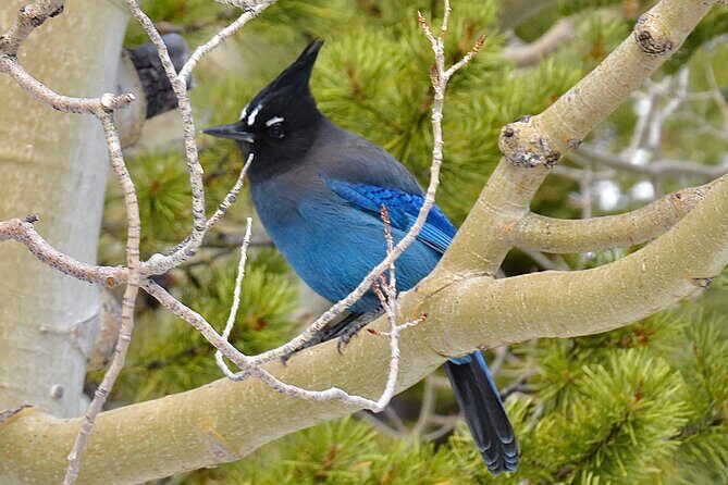 Private Birding Hike in Rocky Mountain National Park - The Experience: Scenic Beauty and Learning
