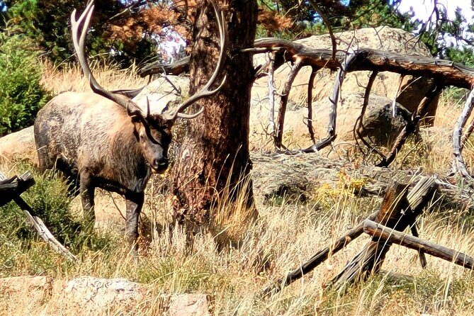 Private Birding Hike in Rocky Mountain National Park - Practical Details and Tips
