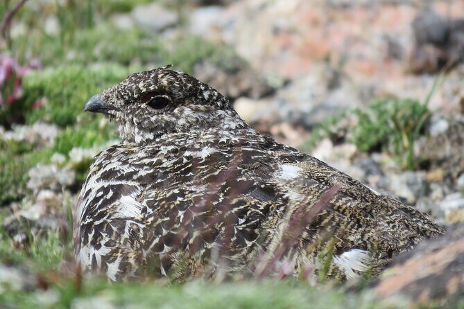 Private Birding Hike in Rocky Mountain National Park - FAQ