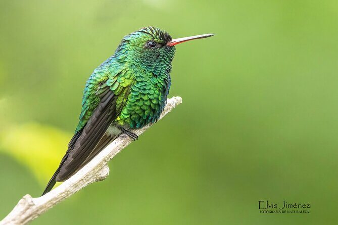 Private Birdwatching Tour with a Guide in Cozumel - Key Points
