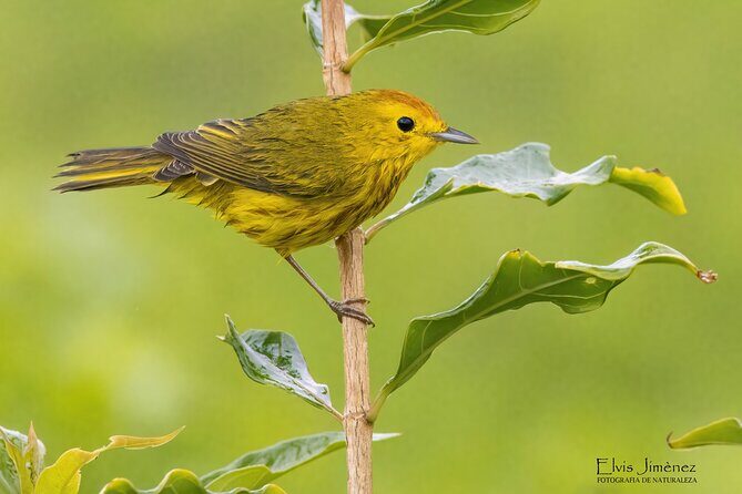 Private Birdwatching Tour with a Guide in Cozumel - FAQ