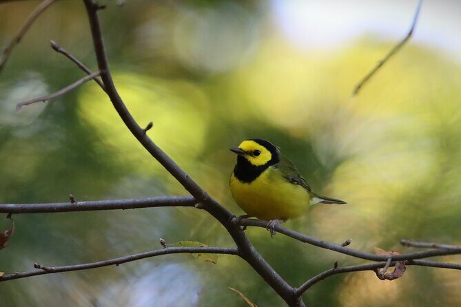 Private Birdwatching Walking Activity in Hendersonville - A Well-Balanced Activity for Nature and Bird Enthusiasts