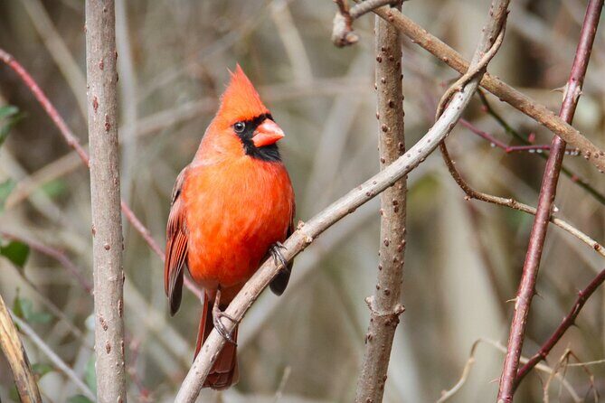 Private Birdwatching Walking Activity in Hendersonville - Who Should Book This Tour?