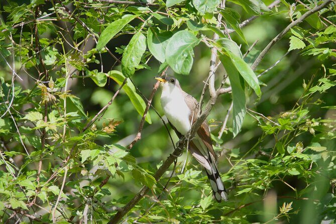 Private Birdwatching Walking Activity in Hendersonville - FAQ