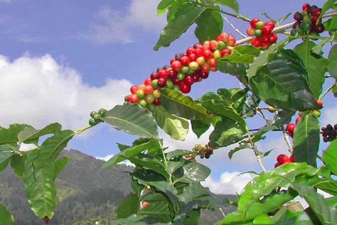 Private Blue Mountain tour from Ocho Rios - What’s Included and How it Adds Value