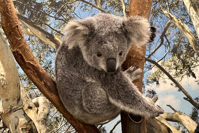 Private Blue Mountains Day Trip VIP from Sydney luxury Mercedes - Why the Private Experience Matters