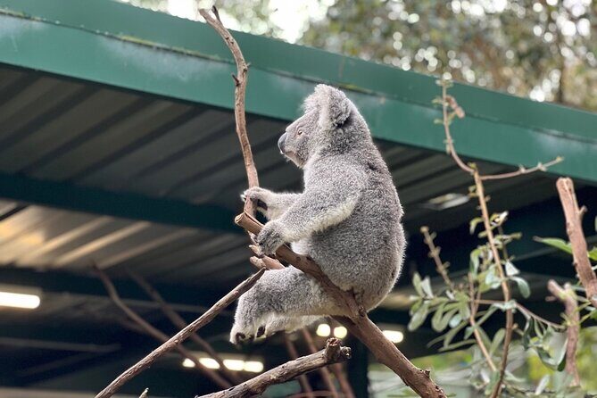 Private Blue Mountains Day Trip VIP from Sydney luxury Mercedes - FAQ