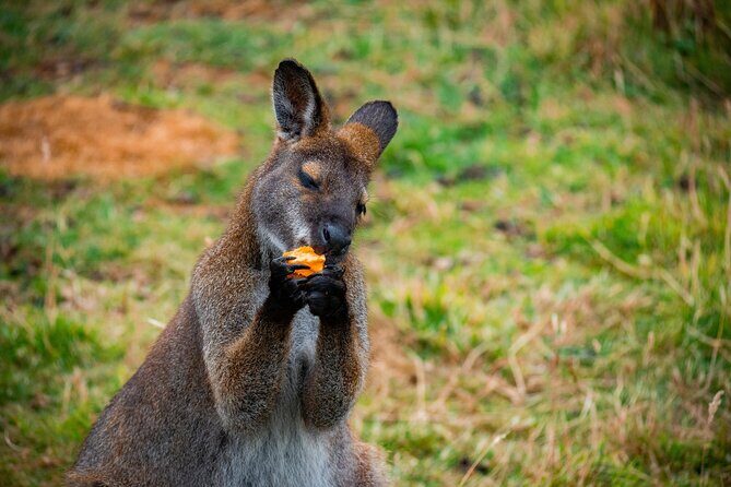 PRIVATE Blue Mountains Scenic World Australian Wildlife & Cruise - Featherdale Wildlife Park: Up-Close Animal Encounters