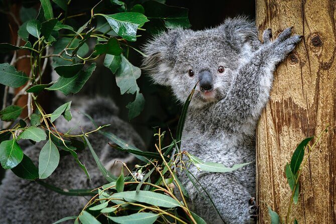 Private Blue Mountains Tour | Waterfalls, Koalas & Views - Discovering the Blue Mountains: A Detailed Look