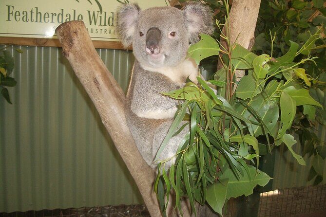 PRIVATE Blue Mountains Tour, Wildlife Park and River Cruise - An In-Depth Look at the Tour Itinerary