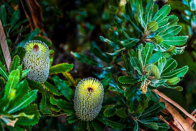 PRIVATE Blue Mountains Wilderness & Wildlife Late Start Tour - Analyzing the Value