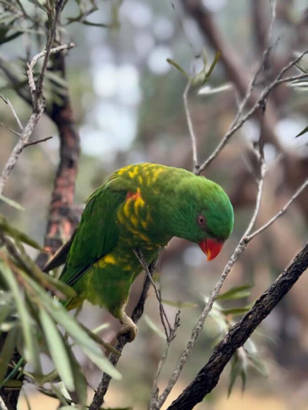 Private BlueMountains, ScenicWorld & AustralianWildlife Tour - The Sum Up