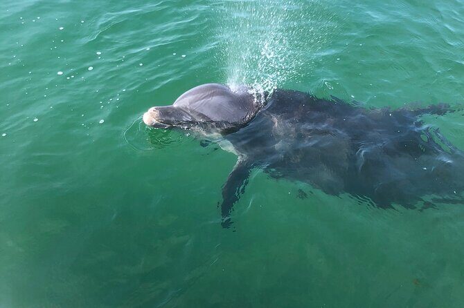 Private Boat and Dolphin Watching in Florida - The Experience in Detail