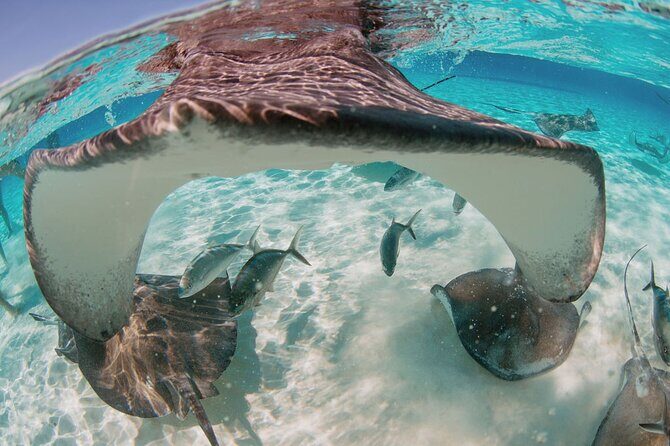 Private Boat Charter Snorkeling Stingray City or Bio Bay - Key Points