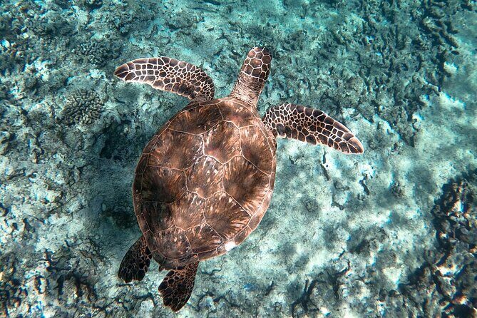 Private Boat Cruise of Waikiki! Snorkel, Sightseeing, Sea Life! - Final Thoughts