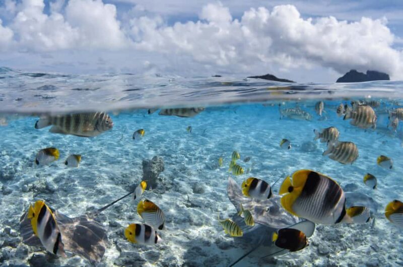 Private Boat for your Romantic Dive in Bora Bora - Key Points
