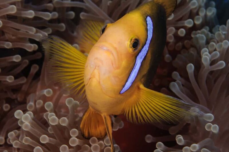 Private Boat for your Romantic Dive in Bora Bora - An In-Depth Look at the Experience