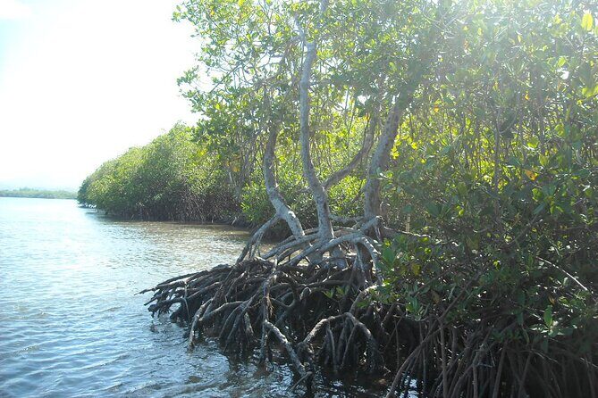 Private Boat Nature Tour of Saona Island - Who Will Love This Tour?