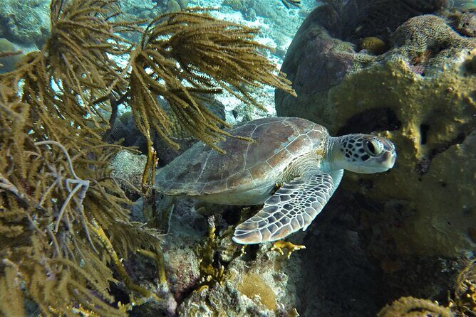 Private Boat Snorkel tour to Klein Bonaire - The Marine Environment