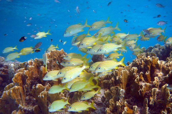 Private Boat Snorkel tour to Klein Bonaire - Who Might Not Find It Perfect?