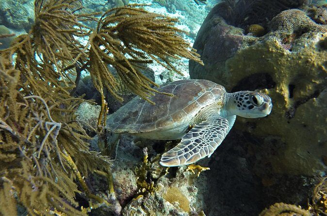 Private Boat Snorkel tour to Klein Bonaire - Final Thoughts: Who Should Consider This?