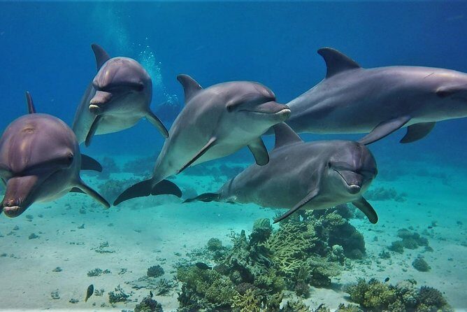 Private Boat to Dolphin House Full day Snorkeling Sea Trip Max 10 Pax - Hurghada - Itinerary Breakdown