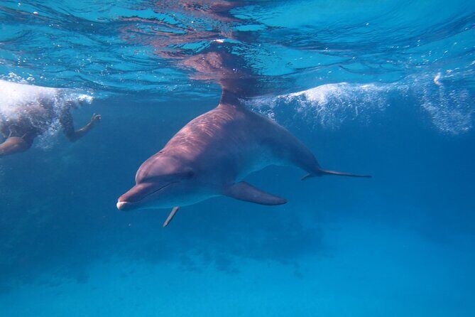 Private Boat to Dolphin House Full day Snorkeling Sea Trip Max 10 Pax - Hurghada - Final Summary
