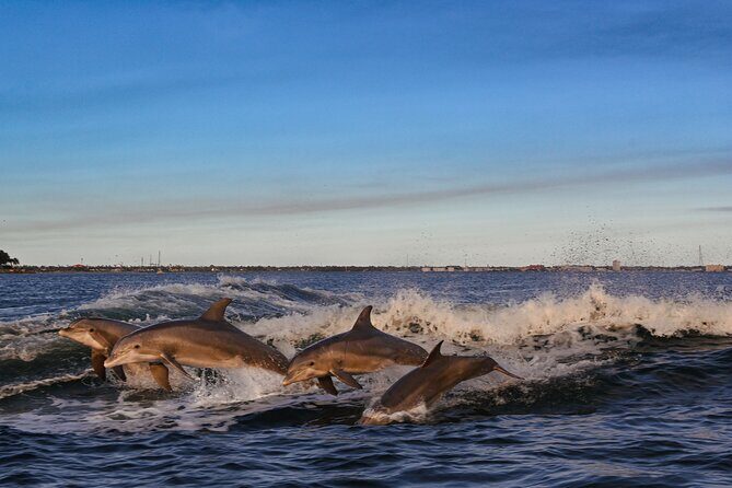 Private Boat Tour Dolphins Sunsets Shell Island and Snorkeling - What’s Included and Why It Matters