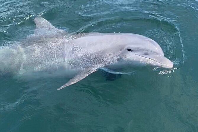 Private Boat Tour Dolphins Sunsets Shell Island and Snorkeling - The Value of a Private Tour