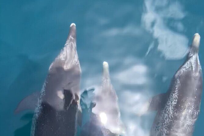 Private Boat Tour Dolphins Sunsets Shell Island and Snorkeling - Practicalities and Tips